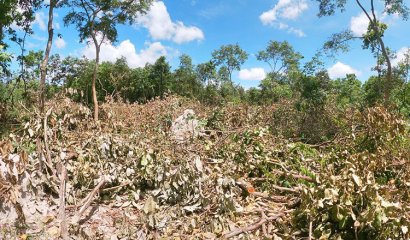 Wildlife group distressed by land clearing in Tamao 