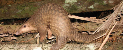 Cambodia’s once-massive national park continues to lose its forest