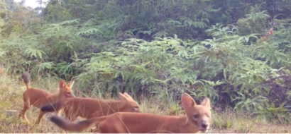 Camera trap survey in Cambodia’s Cardamom Mountains finds 108 species