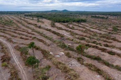 REFORESTATION FOLLOWS CAMBODIAN PM’S INTERVENTION