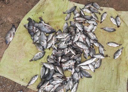 A dangerous ‘tipping point’: Myanmar’s aquatic species at risk as conflict continues 